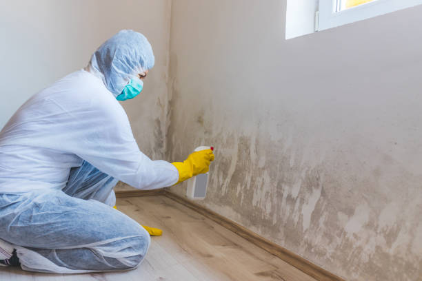 Licensed Mold Remediation service in Jacksonville, TX - WQB Mold Removal